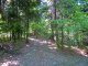 Łysa Góra - Wadowice - szlak niebieski. Wreszcie las, cień i lekkie podejście na Łysą. Autor: Wiesław Dębowski