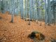Schronisko PTTK na Leskowcu / Groń Jana Pawła II - Ponikiew - szlak niebieski. Ten sam las tylko przykryty jesiennym dywanem. Autor: Wiesław Dębowski