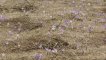 Poręba Wielka Koninki - Schronisko PTTK na Turbaczu  - szlak niebieski. Kwitnące krokusy na Czole Turbacza Autor: Maciej Bełch