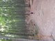 Bukowe Berdo - Muczne - szlak zolty.  Autor: Darek